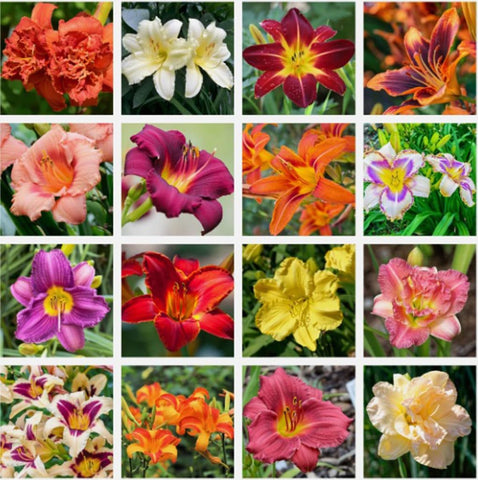 USB BrandSeed daylily seeds mixed color bloom preview for vibrant borders.