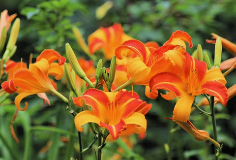 USB BrandSeed daylily seeds mixed color ready for window boxes and hanging baskets.