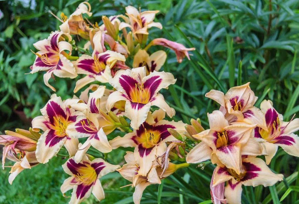 USB BrandSeed daylily seeds mixed color offer charming container displays.