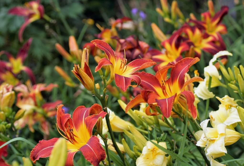 USB BrandSeed daylily seeds mixed color add seasonal color to borders and beds.