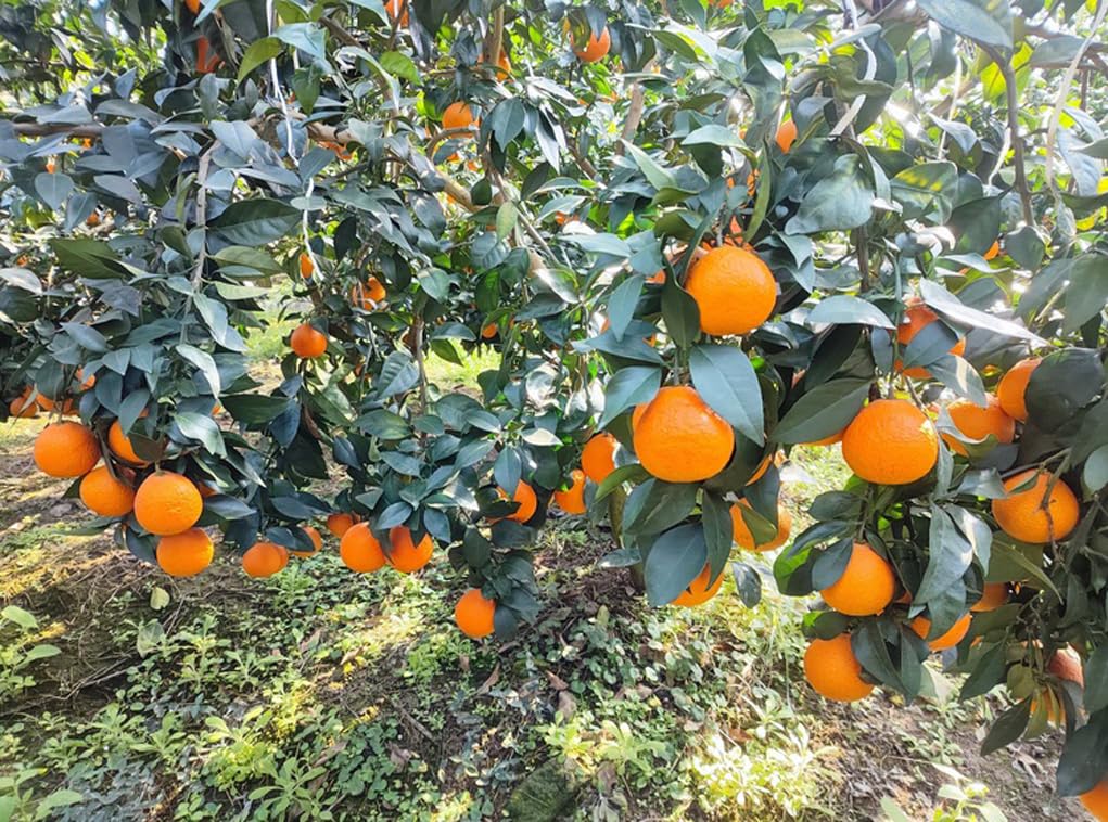 USBRANDSEED heirloom mandarin orange seeds with germination in 2-3 weeks.