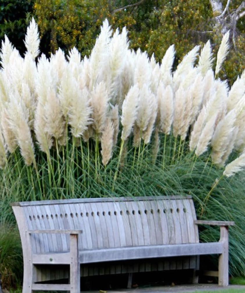 USBRANDSEED pampas grass in containers adds height and texture to patios.