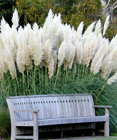 USBRANDSEED pampas grass in containers adds height and texture to patios.