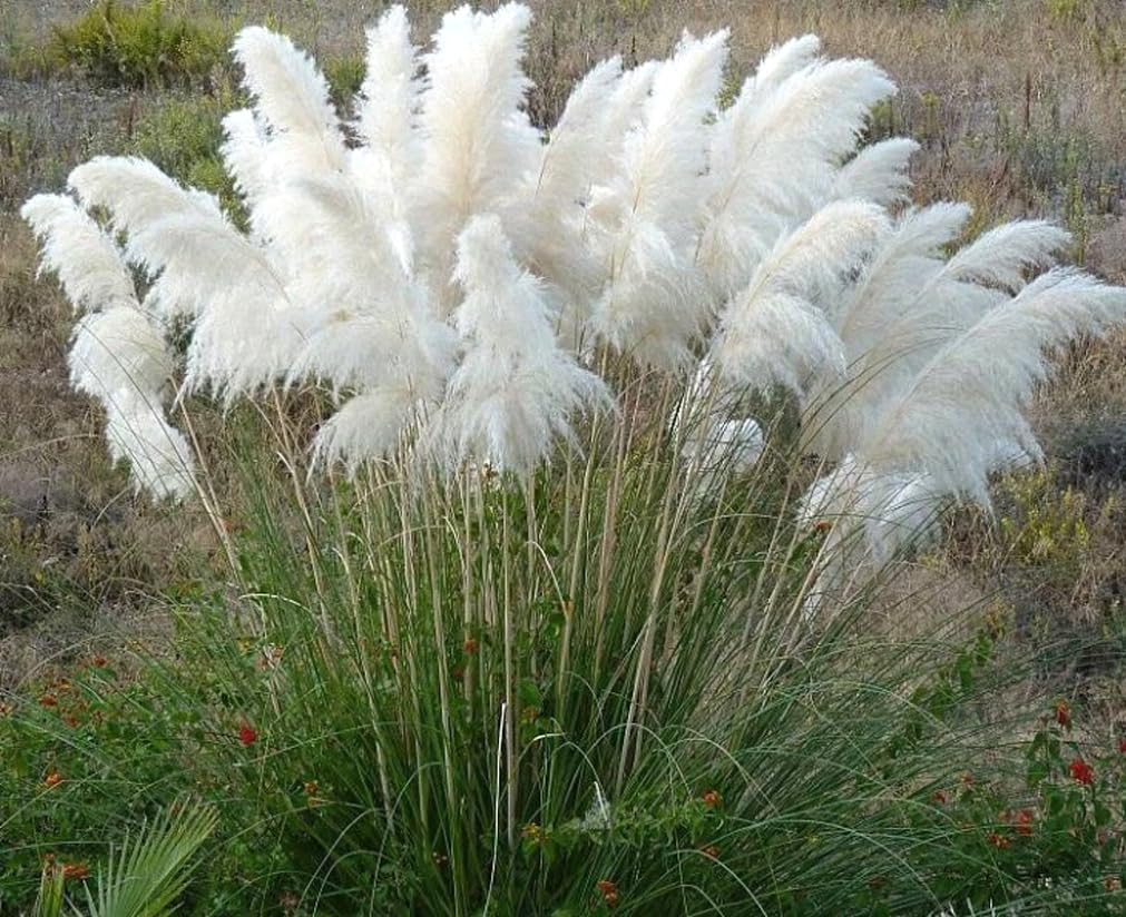USBRANDSEED pampas grass white plumes, ideal for borders and cutting gardens.