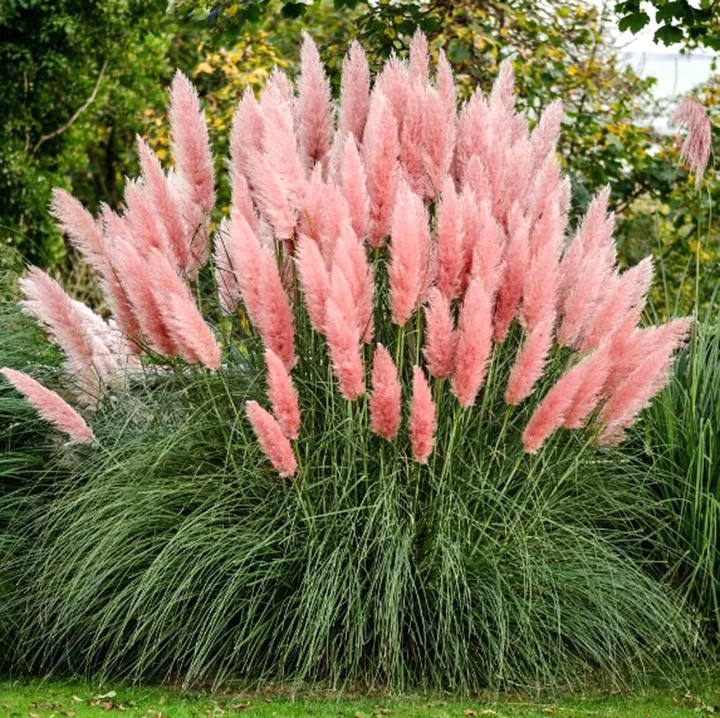 USBRANDSEED pink pampas grass seeds for ornamental landscaping and easy growth.