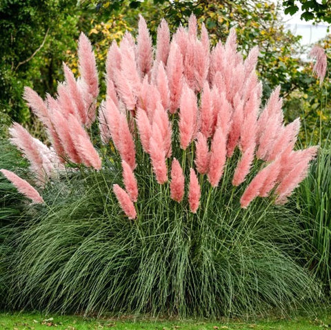 USBRANDSEED pink pampas grass seeds for ornamental landscaping and easy growth.