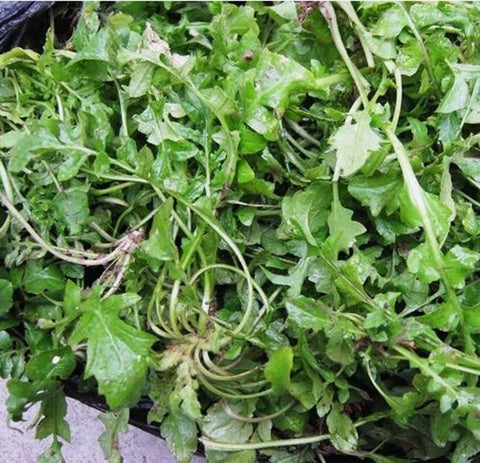 USBRANDSEED Capsella bursa-pastoris seeds for harvest in about 60 days in sun.