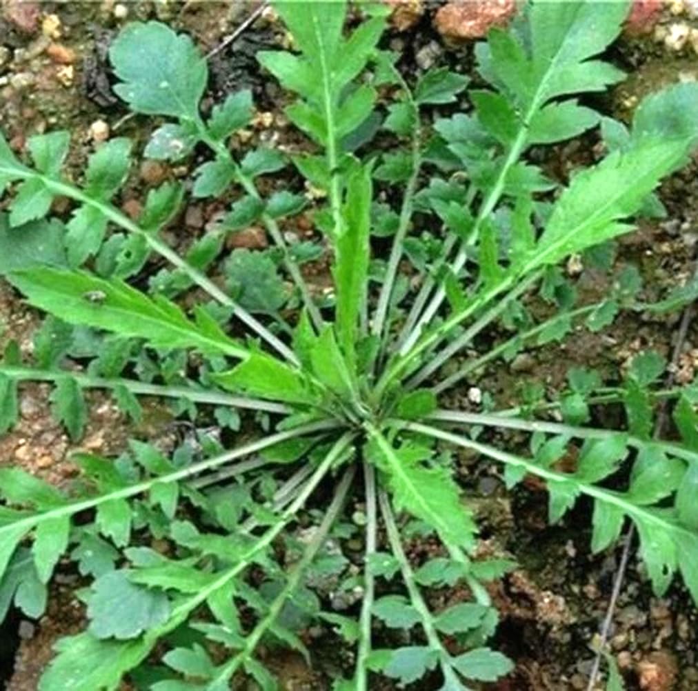 USBRANDSEED Shepherd's purse seeds pack for easy home gardening and wild salads.