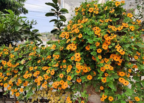 USBRANDSEED Black-Eyed Susan Vine blooms close-up, ideal for colorful, pollinator-friendly borders.