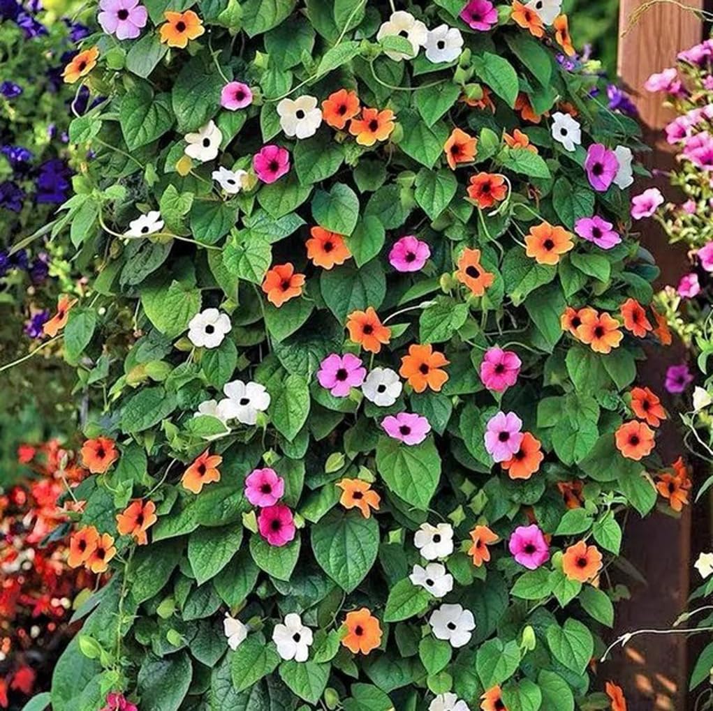 USBRANDSEED Black-Eyed Susan Vine seeds 100-pack for easy direct sow and vibrant color.