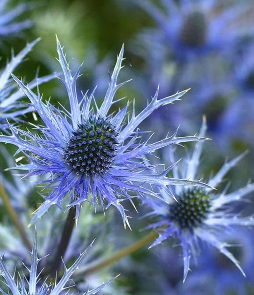USBRANDSEED branched stems with steel-blue Sea Holly flower heads, ideal for cut or dried arrangements.