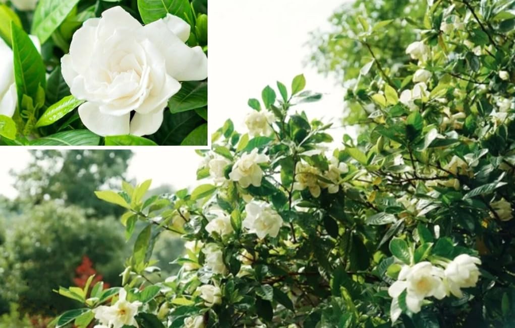 USBRANDSEED Cape jasmine bloom fragrance enhances indoor decoration and mood.