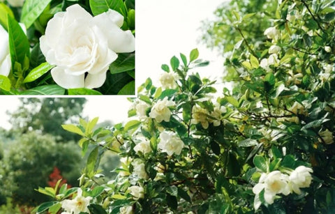 USBRANDSEED Cape jasmine bloom fragrance enhances indoor decoration and mood.