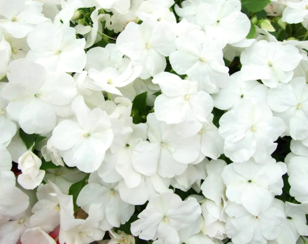 USBRANDSEED impatiens seeds container view highlighting easy starting for borders