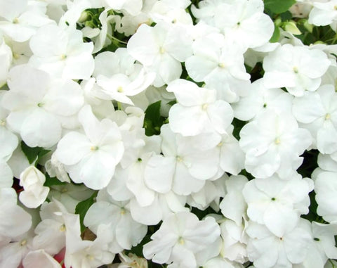 USBRANDSEED impatiens seeds container view highlighting easy starting for borders
