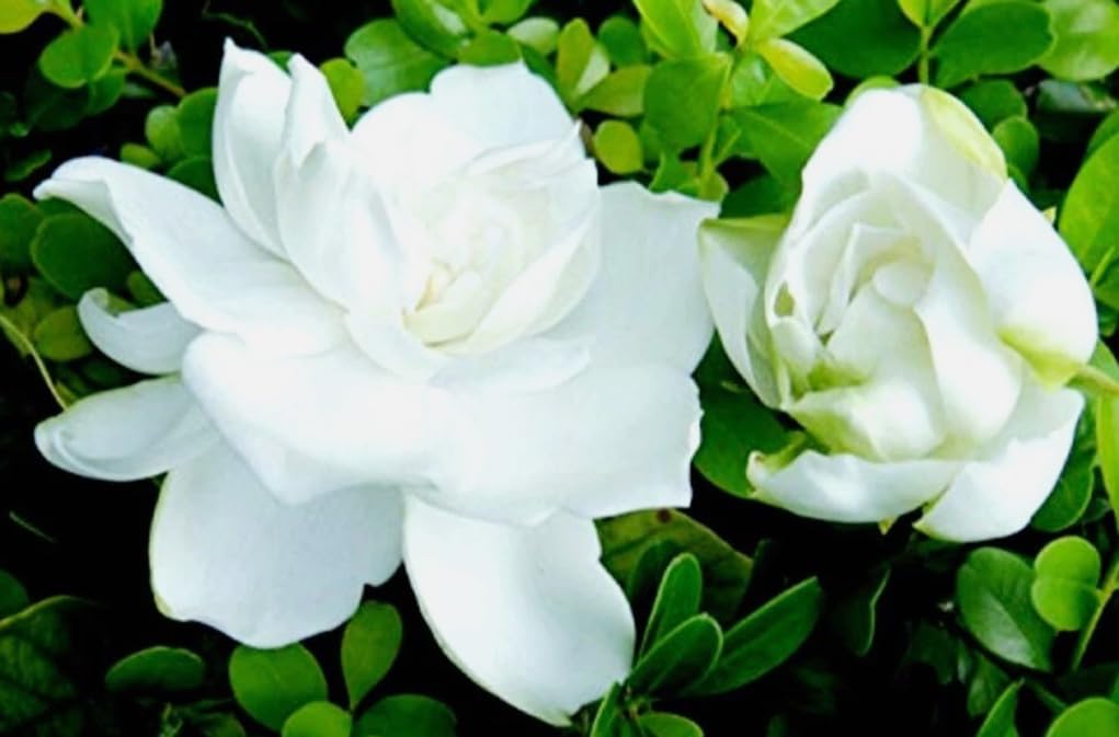 USBRANDSEED Gardenia germination tray setup supports light-dependent seed germination.