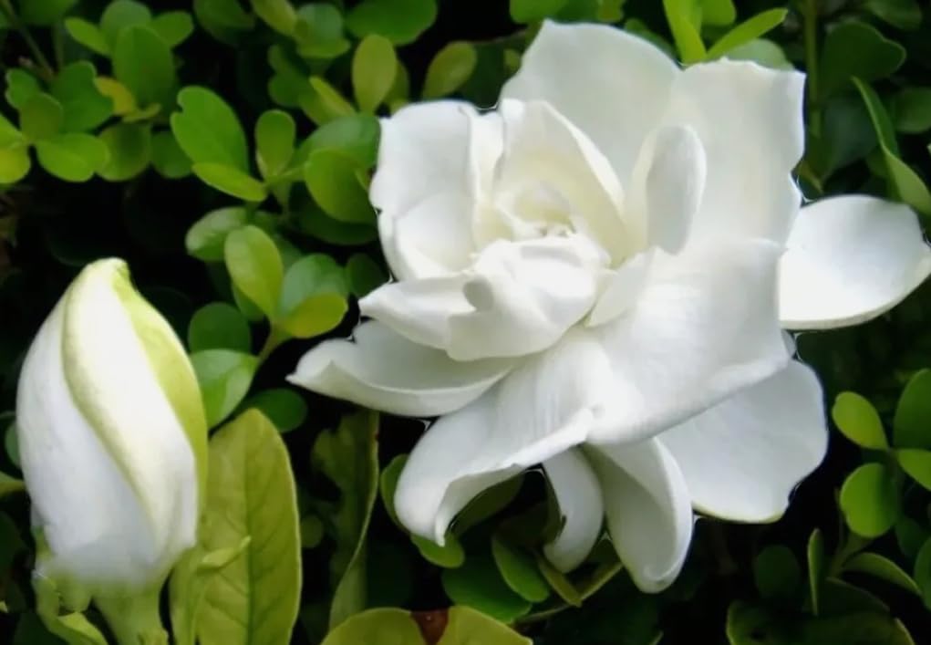 USBRANDSEED Gardenia seeds pack for sowing and ornamental growth.