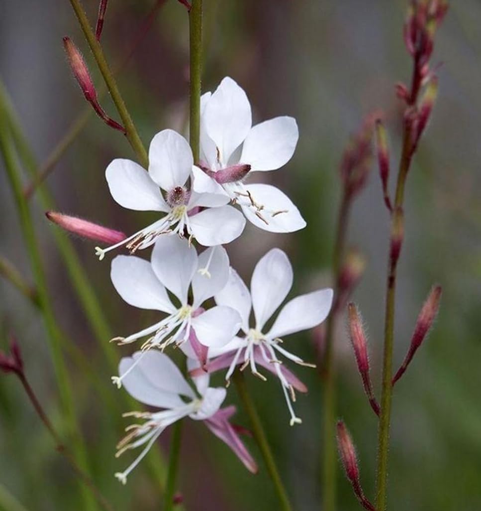 USBRANDSEED Gaura Lindheimeri seeds close-up bloom for attracting pollinators.