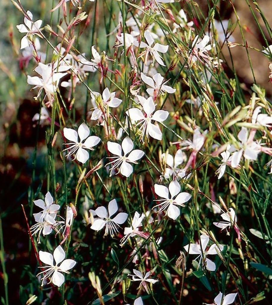 USBRANDSEED Gaura Lindheimeri seeds garden planting guide for pollinator-friendly borders.