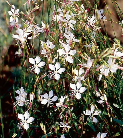 USBRANDSEED Gaura Lindheimeri seeds garden planting guide for pollinator-friendly borders.