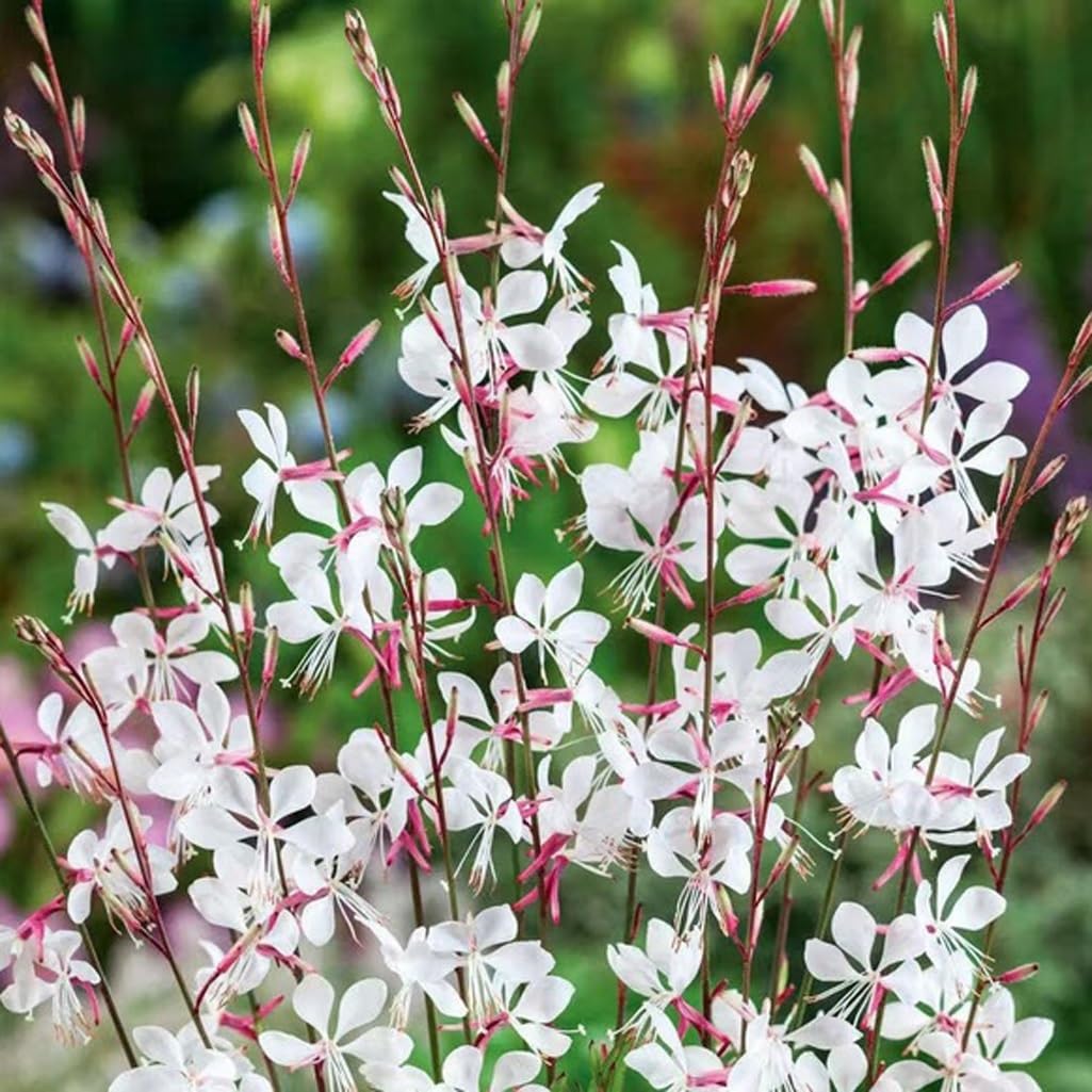 USBRANDSEED Gaura Lindheimeri seeds overview for sun-loving wildflower gardens.