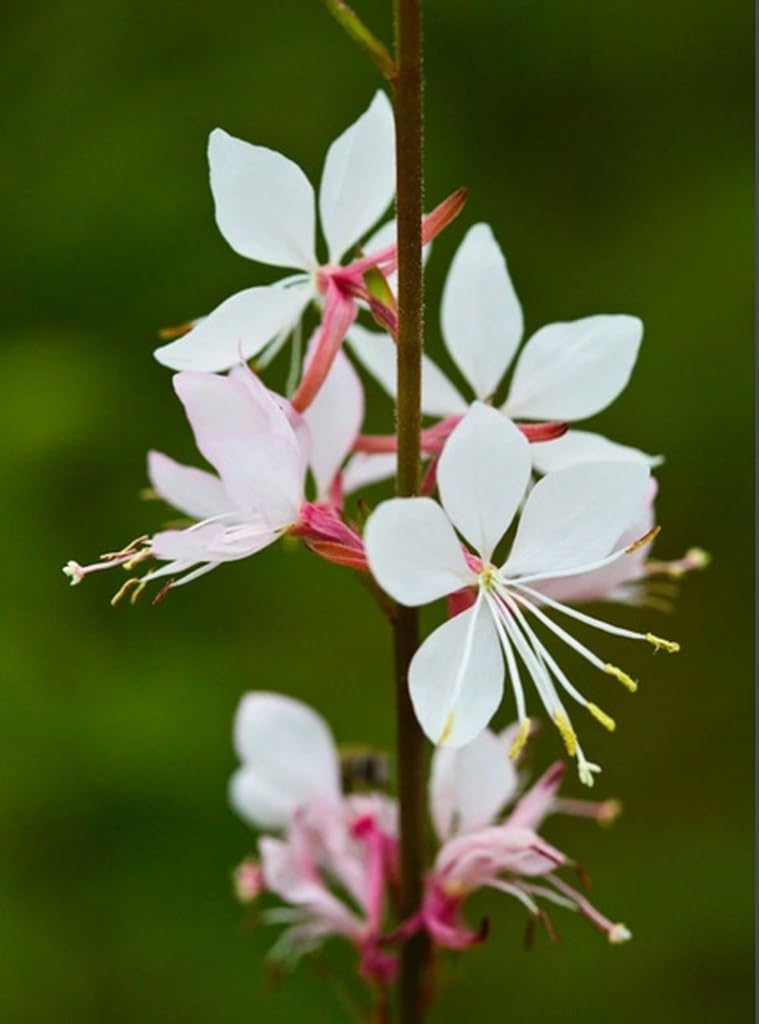 USBRANDSEED Gaura Lindheimeri seeds packaging for easy sowing in beds.