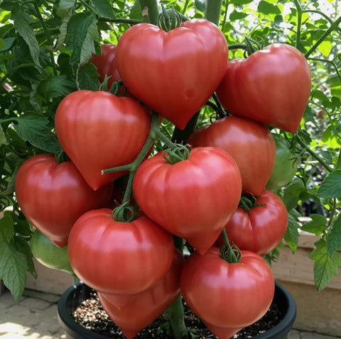 USBRANDSEED giant oxheart tomato seeds for home gardening and fresh harvests