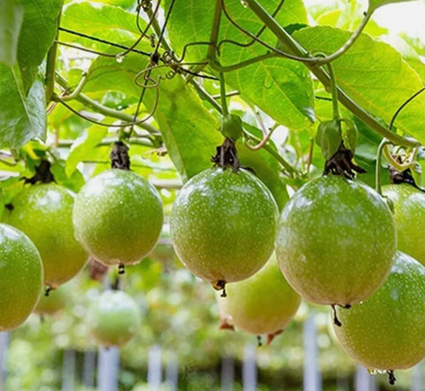 USBRANDSEED Ripe golden passion fruits ready for tasting