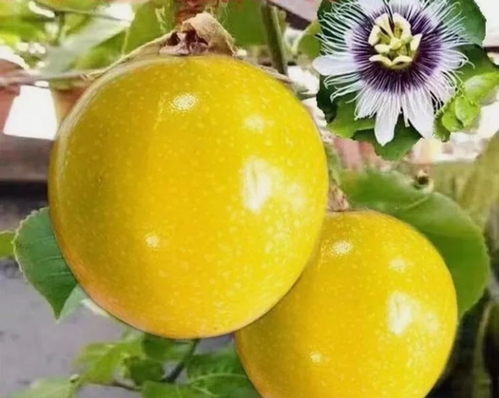 USBRANDSEED Golden Passion Fruit seeds packet ready for planting in a home garden