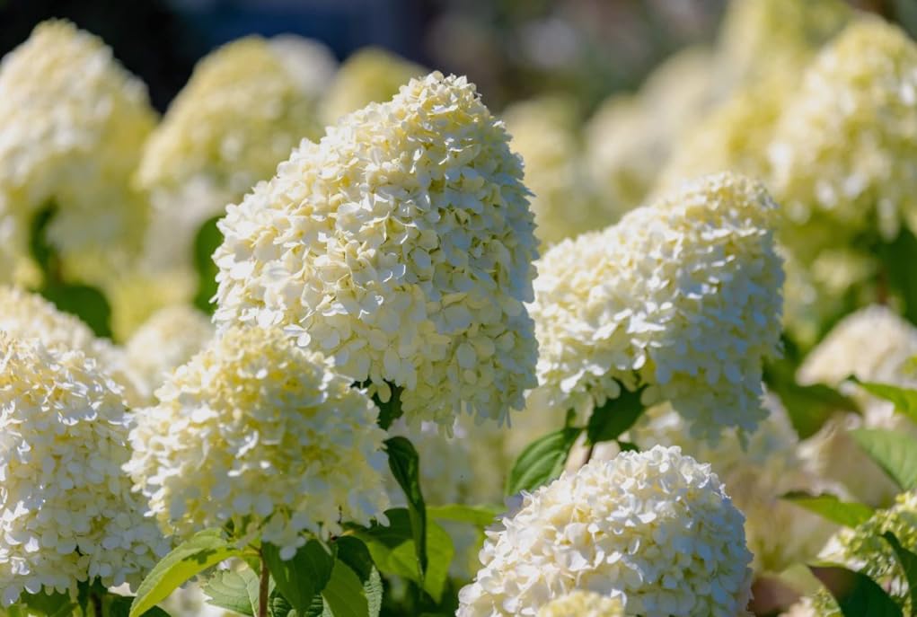 USBRANDSEED Pee Gee hydrangea seed pack, ideal for gifting to beginner gardeners seeking color