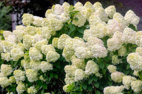 USBRANDSEED Hydrangea Paniculata Grandiflora seeds ready for sunny, easy-care garden planting