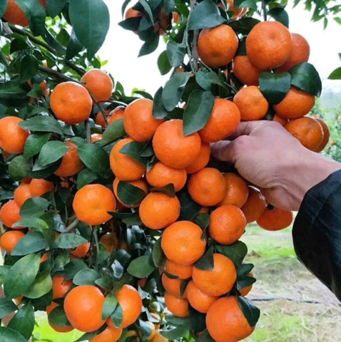 usbrandseed mandarín orange seeds for bonsai, ready for home cultivation and display
