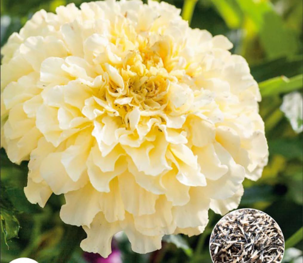 USBRANDSEED Moonlight marigold blooms in garden display with bees