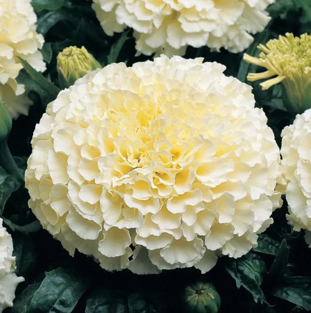 USBRANDSEED Moonlight double marigold seeds pack shot highlights heirloom blooms for vibrant borders