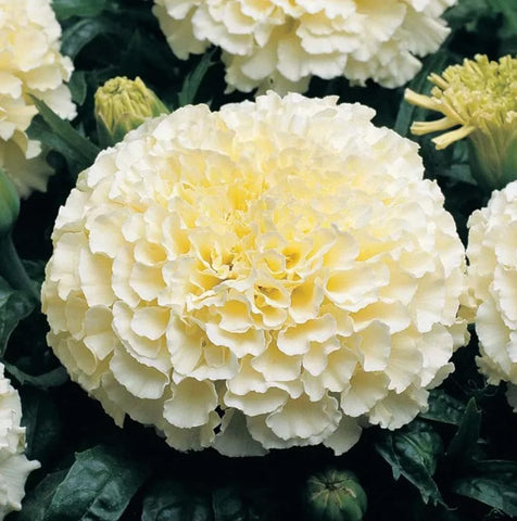 USBRANDSEED Moonlight double marigold seeds pack shot highlights heirloom blooms for vibrant borders