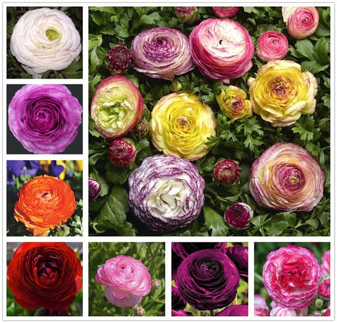 USBRANDSEED Ranunculus bulbs in mixed colors for vibrant spring color display.
