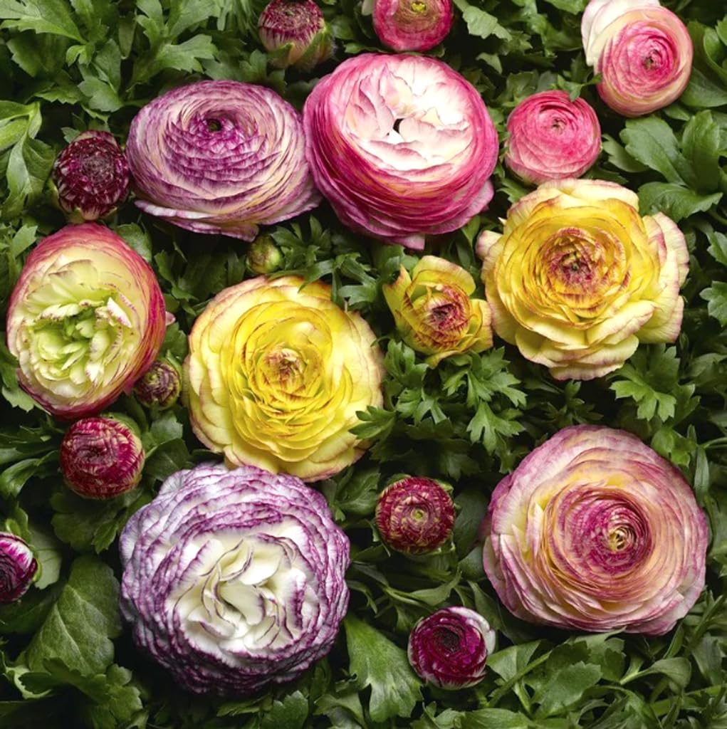 USBRANDSEED Ranunculus bulbs before planting, soak overnight to wake them.