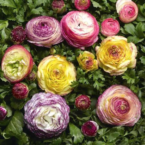 USBRANDSEED Ranunculus bulbs before planting, soak overnight to wake them.