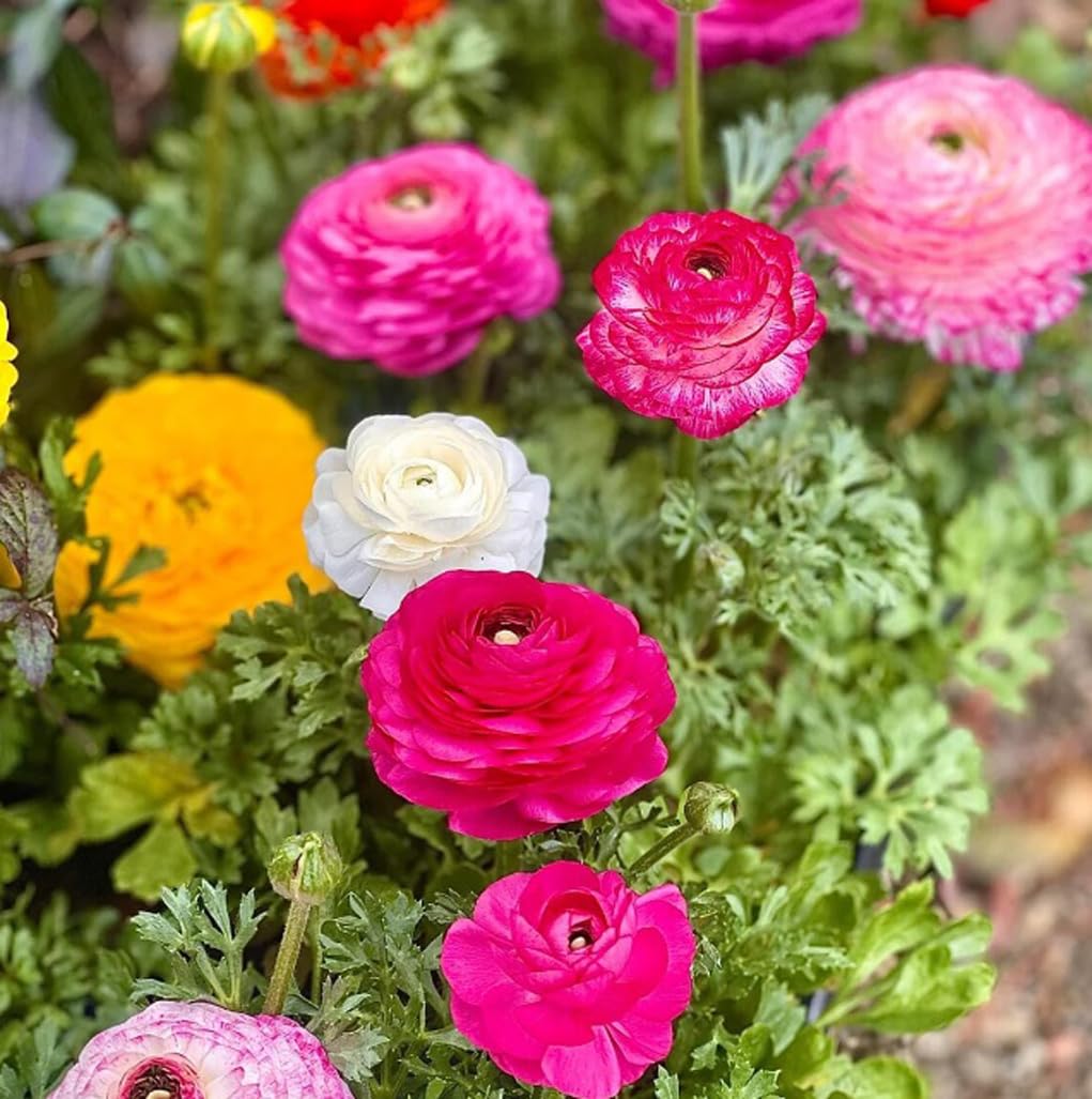 USBRANDSEED Ranunculus petals close-up show layered, rose-like heads.