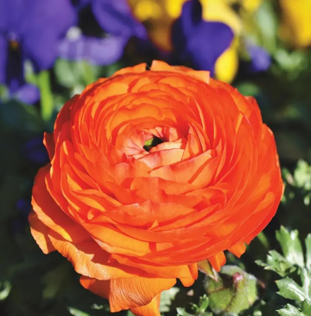 USBRANDSEED Wedding bouquet-ready Ranunculus blooms for elegant decor.
