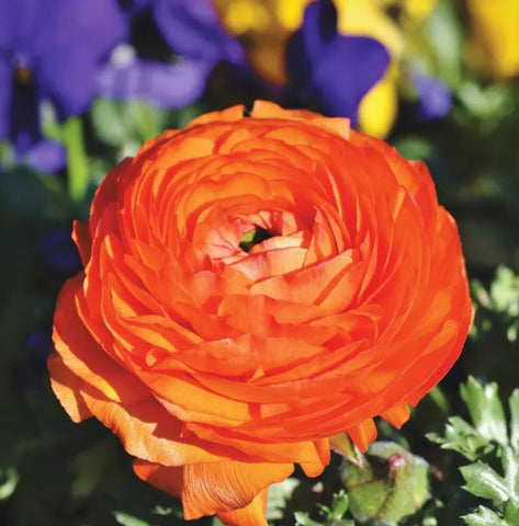 USBRANDSEED Wedding bouquet-ready Ranunculus blooms for elegant decor.