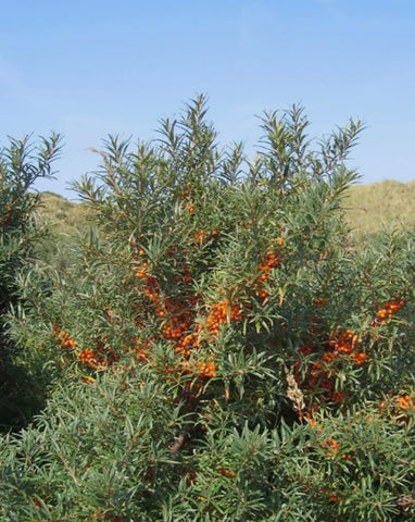 USBRANDSEED sea buckthorn fruit ready for jams, juice, and more.