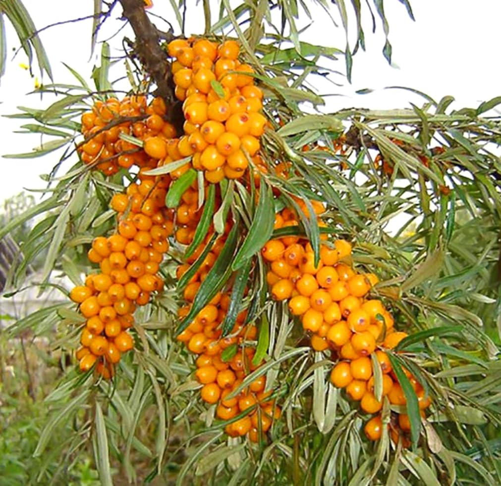 USBRANDSEED sea buckthorn seeds pack ready for planting with harvest potential.