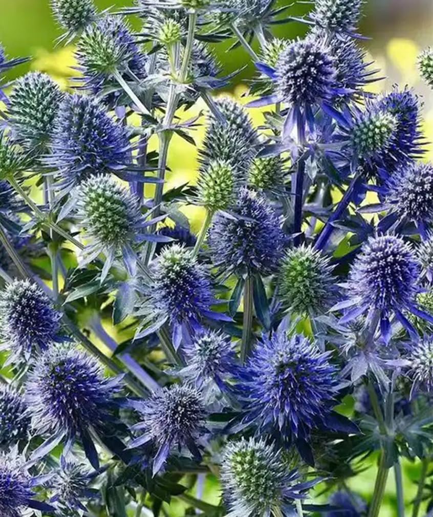 USBRANDSEED steel-blue Sea Holly Eryngium seed pack ready for sunny garden beds.