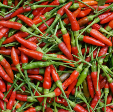 USBRANDSEED Thai Birdseye chili seeds closeup, showcasing vibrant red peppers and garden-ready germination.