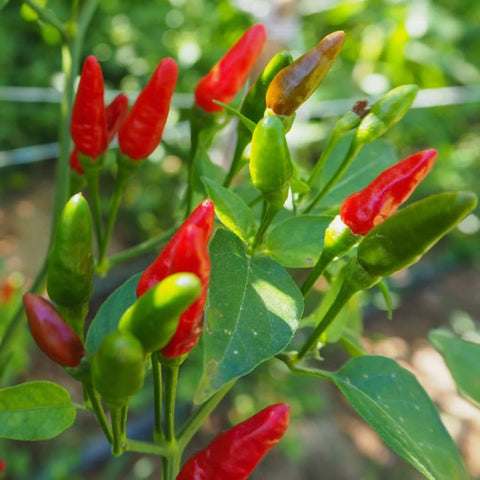 USBRANDSEED Thai Birdseye chili seeds pack, ideal for home gardens and quick-growing hot peppers.
