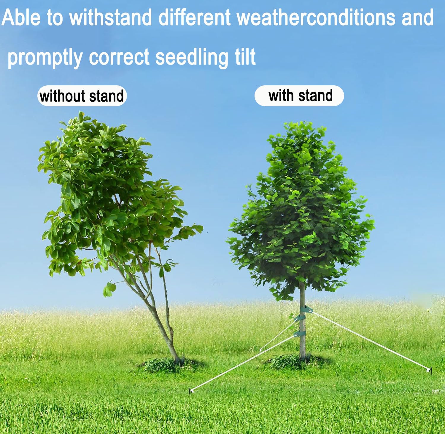 USEDGDIG wind stabilization setup supports young trees in wind