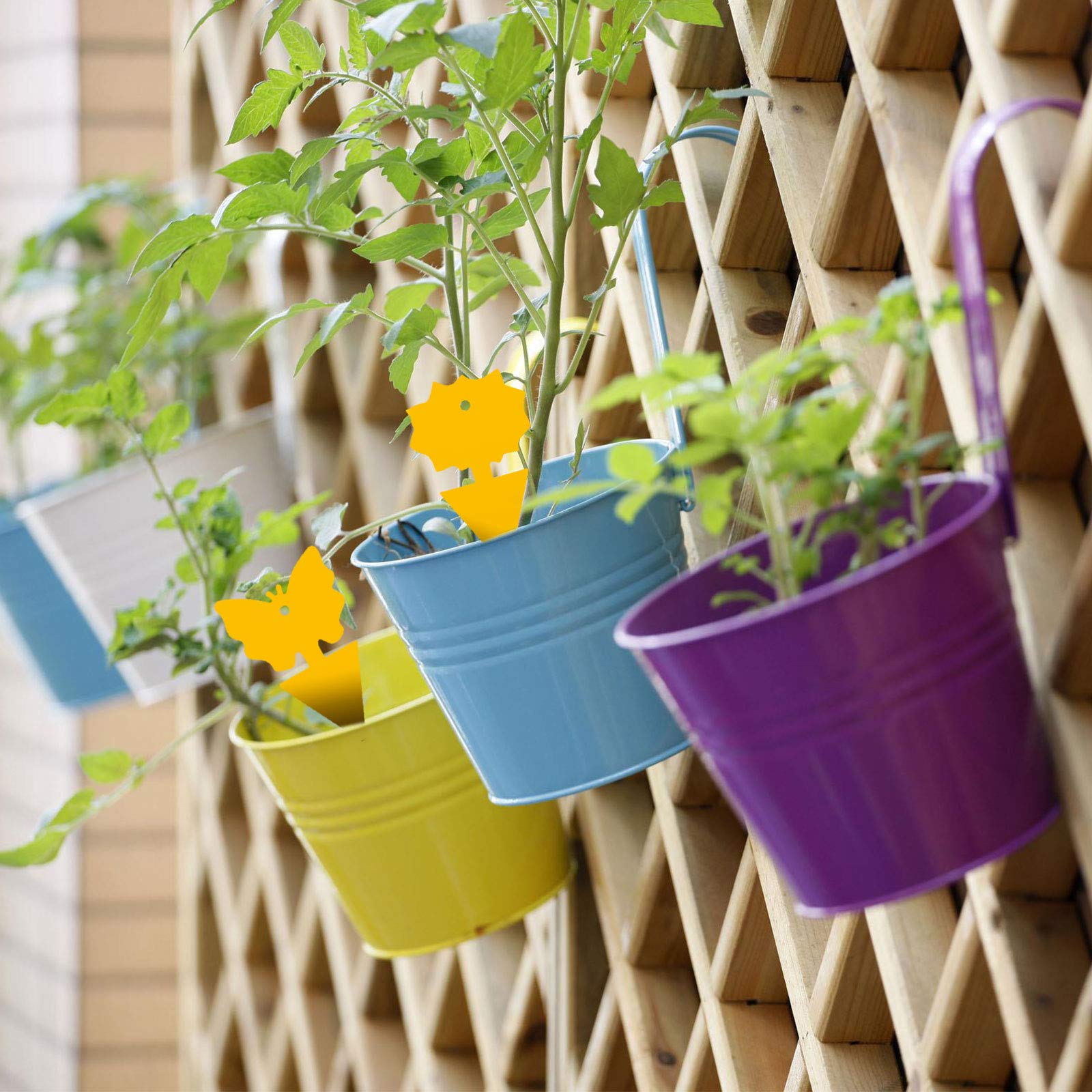 Greenhouse and nursery use with durable sticky traps.