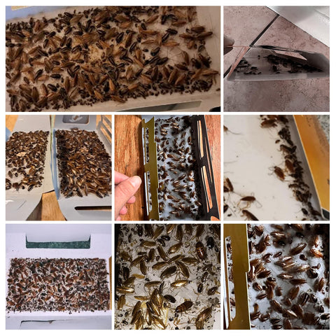 USKICH glue roach traps shown as sticky indoor bait option