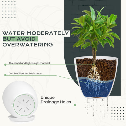 Utopia Home 6-inch pot ideal for versatile indoor plants with drainage plugs